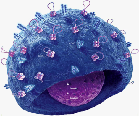 VILACT B_Cell Immune System Factors  