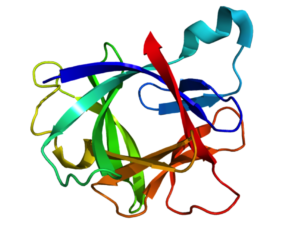 VILACT Interleukin-1-beta-300x225 Interleukin 1 beta  