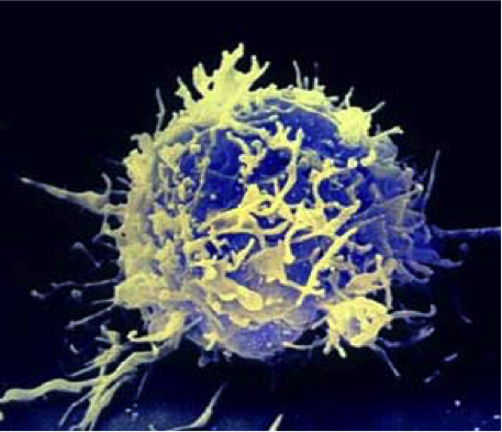VILACT t_Cell Immune System Factors  